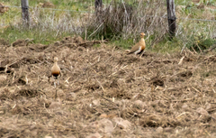 Cursorius temminckii