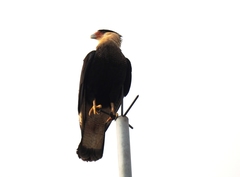 Caracara plancus