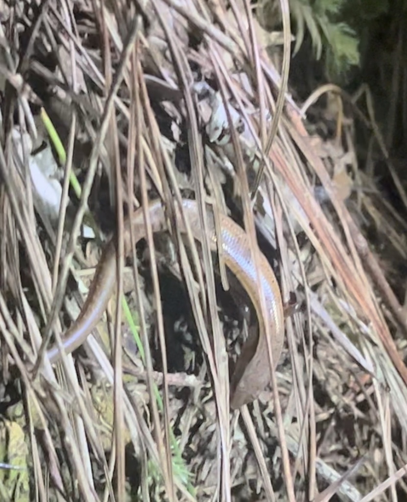 Yersin's Forest Skink