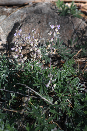 Drew's Silky Lupine (Lupinus adsurgens)