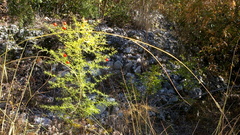 Asparagus verticillatus