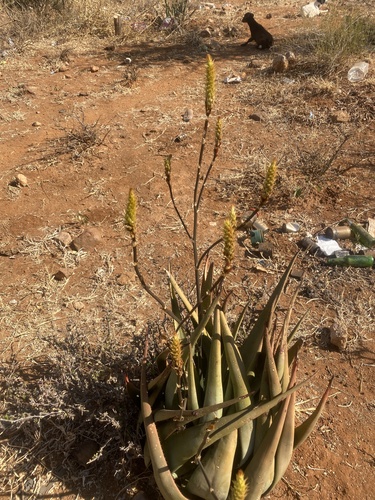 Wickens' Aloe (Aloe wickensii)