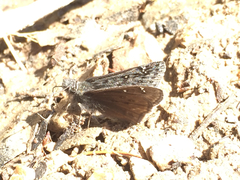 Erynnis telemachus