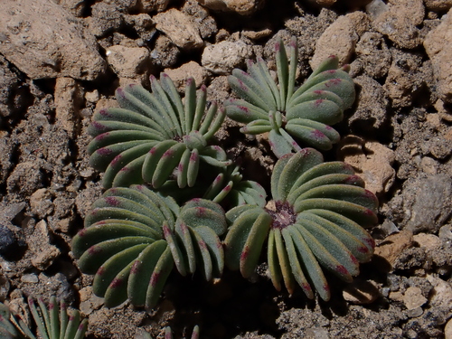 Image of Silver Shamrock (Oxalis adenophylla) by (c) Nolan Exe, some rights reserved (CC BY)
