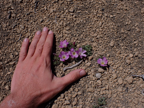 Image of Silver Shamrock (Oxalis adenophylla) by (c) Nolan Exe, some rights reserved (CC BY)