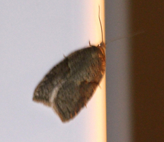 Acleris maccana