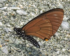 Papilio slateri