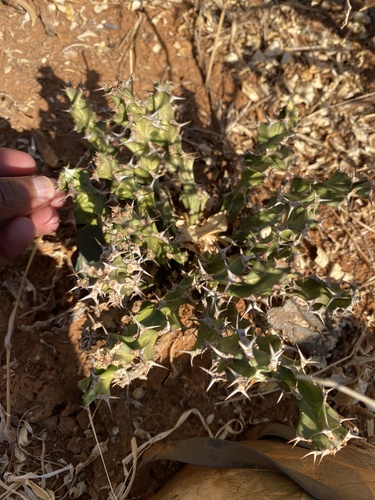 Euphorbia enormis, photograph 6