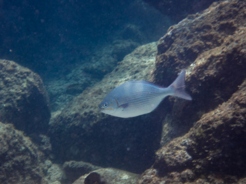 Blue-bronze sea chub (Kyphosus analogus) — Kyphosidae — 5