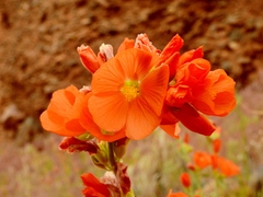 Sphaeralcea parvifolia