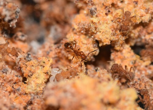 Megalomyrmex symmetochusMegalomyrmex symmetochus