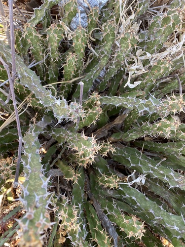 Euphorbia enormis, photograph 4