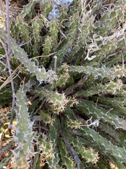 author not stated, no rights reserved Euphorbia enormis, photograph author not stated, no rights reserved