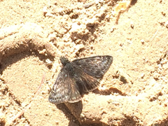 Erynnis afranius