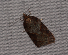 Acleris maccana