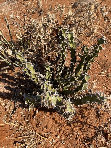 Euphorbia enormis, photograph 3