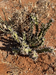 author not stated, no rights reserved Euphorbia enormis, photograph author not stated, no rights reserved