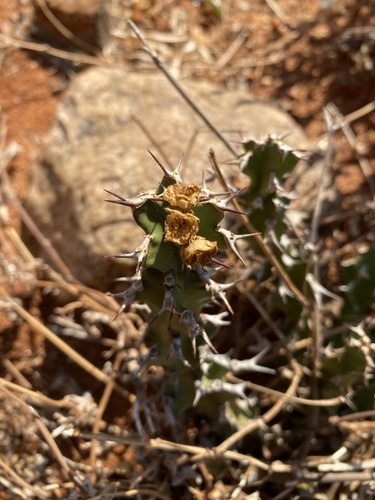Euphorbia enormis