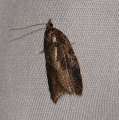 Acleris maccana