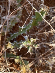 author not stated, no rights reserved Euphorbia enormis, photograph author not stated, no rights reserved