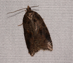 Acleris maccana