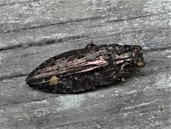 Texania campestris