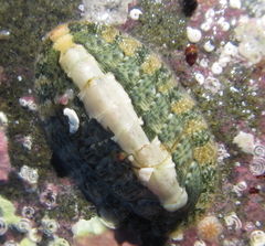 Chitonoidea