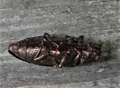 Texania campestris