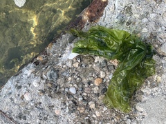 Ulva lactuca
