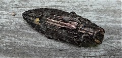 Texania campestris