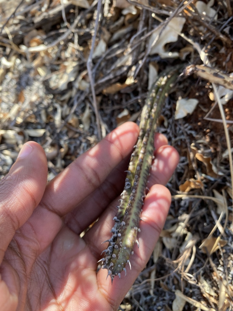 Senecio stapeliiformis E.Phillips 2