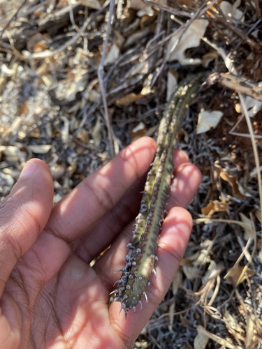 Kleinia stapeliiformis, photograph 2
