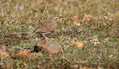 Certhilauda curvirostris brevirostris