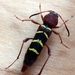 Red-headed Ash Borer - Photo (c) Lena Struwe, some rights reserved (CC BY-SA), uploaded by Lena Struwe