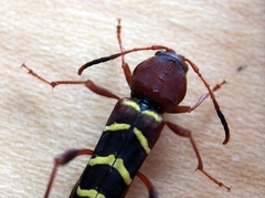 Neoclytus acuminatus acuminatus