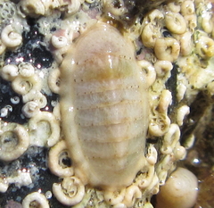 Ischnochiton maorianus