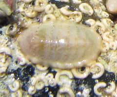 Ischnochiton maorianus
