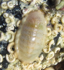 Ischnochiton maorianus
