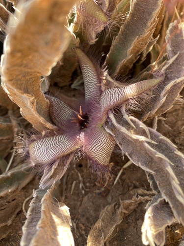 Stapelia gettliffei