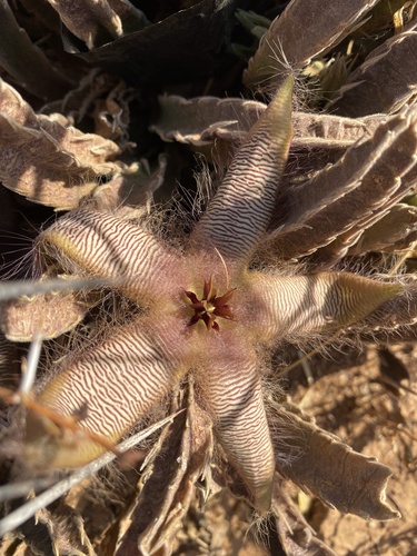 Stapelia gettliffei