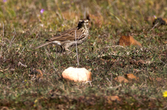 Certhilauda curvirostris brevirostris