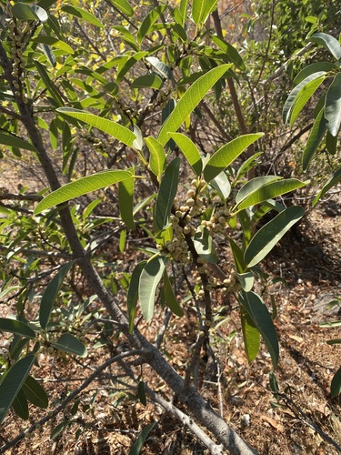 Ficus salicifolia (Ficus salicifolia)