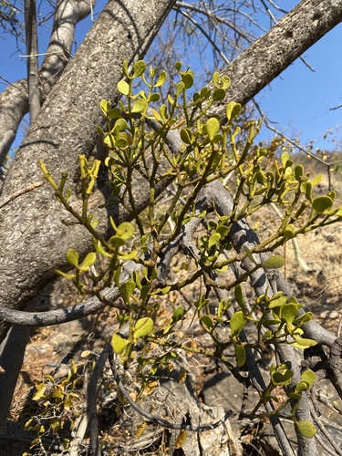 Mountain Mistletoe (Viscum oreophilum)