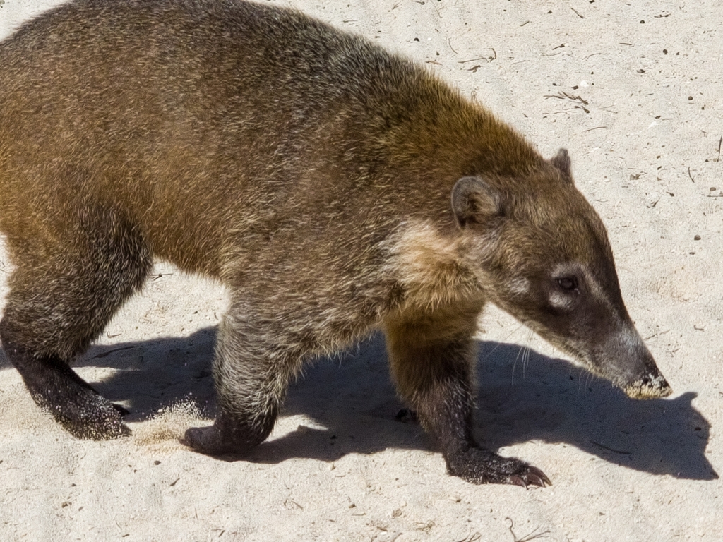 White-nosed Coati from Q25V+R5, 77740 Playa Paraiso, Quintana Roo ...