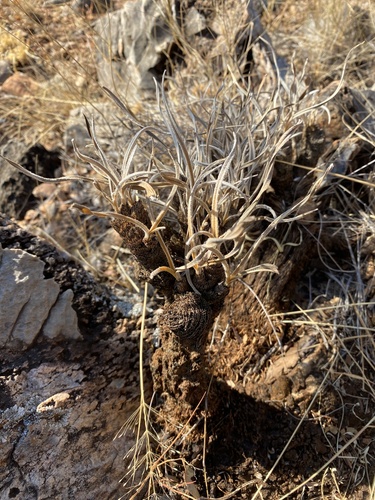 Hairy Fibre-Stem (Xerophyta villosa)