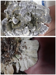 Trametes versicolor