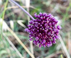 Allium ampeloprasum