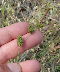 Carex serratodens