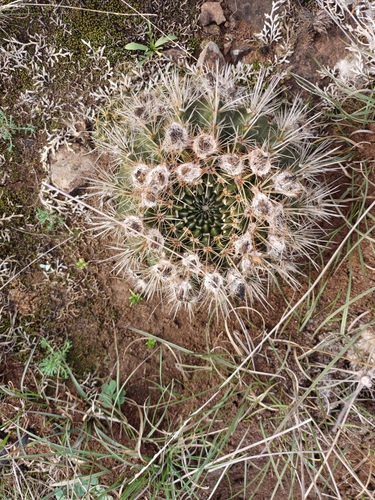 Image of Parodia mammulosa by (c) Agustina Medina, some rights reserved (CC BY)