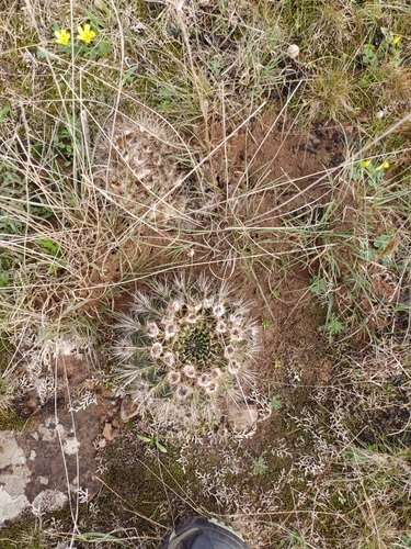 Image of Parodia mammulosa by (c) Agustina Medina, some rights reserved (CC BY)